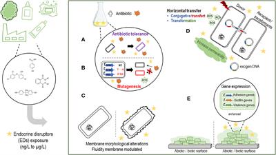 Effect of endocrine disruptors on bacterial virulence